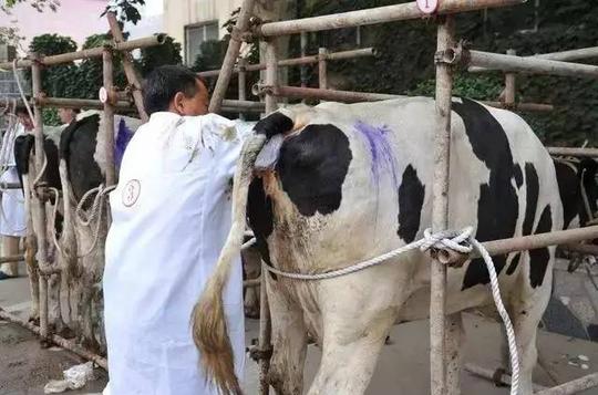 养牛想赚钱,就别犯这5个错误
