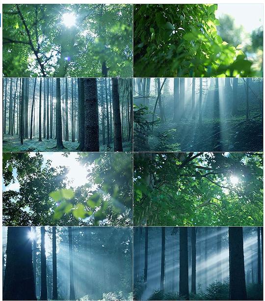 唯美小清新树叶森林阳光空镜头树林绿色环保清晨高清实拍视频素材