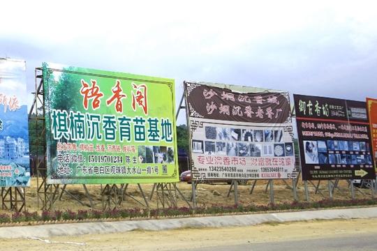 广湛高速公路观珠出口，随处可见奇楠育苗广告牌