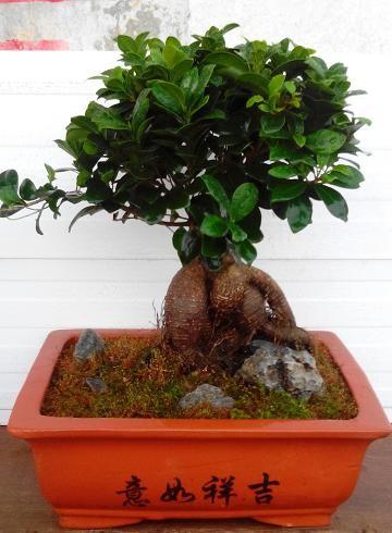 盆景,水培,绿植,电脑宝宝,多个品种低至15元。南京市区免费送货,货到付款.进来看一下吧