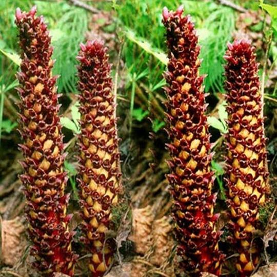 不老草长白山特产野生草苁蓉回春草男性滋补泡酒泡茶