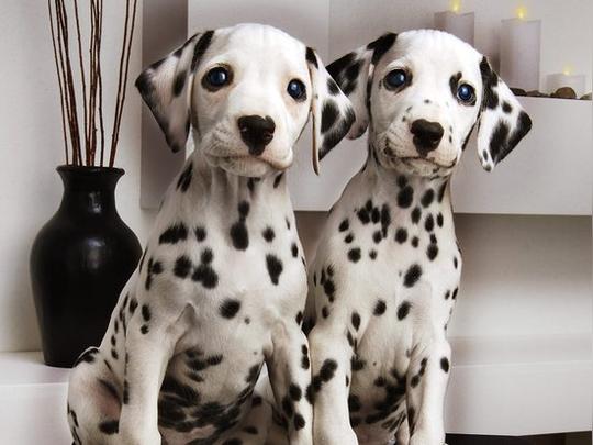 大麦町犬(dalmatian,也叫斑点狗),原产地南斯拉