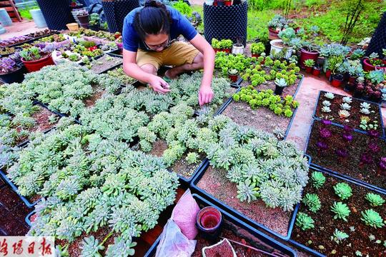 多肉植物成就洛阳男孩创业梦