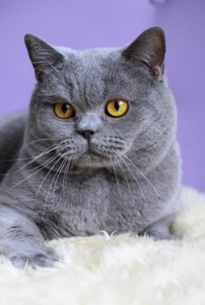 英国短毛猫桌面壁纸，温柔平静，对人友善