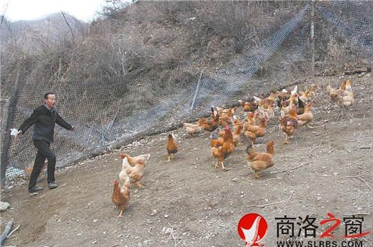 陕西商洛:邢金明的创业梦想--荒山野岭养野猪
