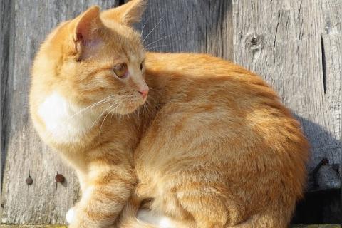很多猫身上都有跳蚤，怎么防治？