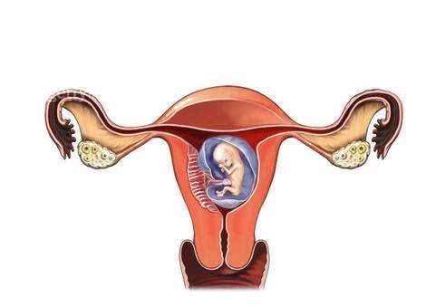 怀孕初期的孕妇主要有哪些症状