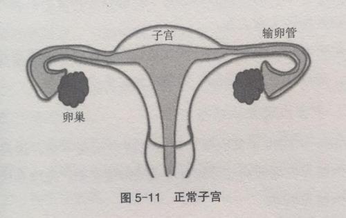 先天子宫发育不良能否生育