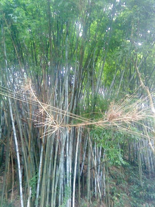 大片大片的竹林,有竹子被风刮断了,倒在电线杆上阵势很吓人!