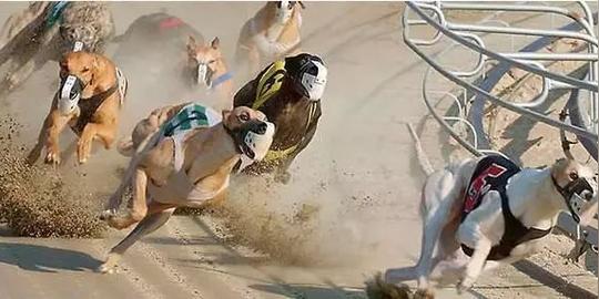 澳洲监狱搞不定重刑犯,干脆关门放恶犬以暴制暴,场面让人惊呆!