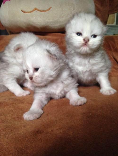 萌猫联盟家庭繁育纯种猫咪