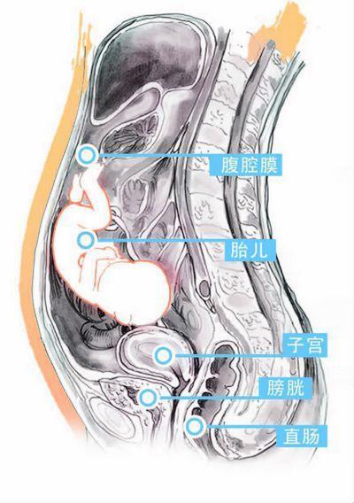 怀孕六个月胎儿位置图