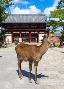 梅花鹿住在奈良，日本的一座寺庙附近