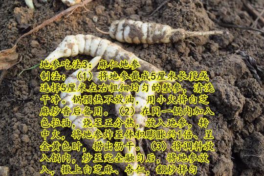 地参又名地虫,虫草参,银条菜,地蚕子唇形科属多年生草本植物,相传