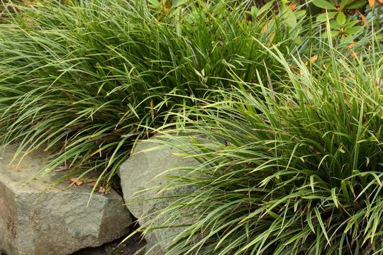 莎草_苔属植物_图片大全—全景创意图库（quanjing.com）中国领先的正版图片视频素材网站