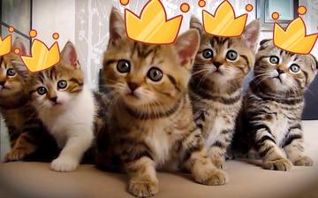 抖音五只猫摇头表情包