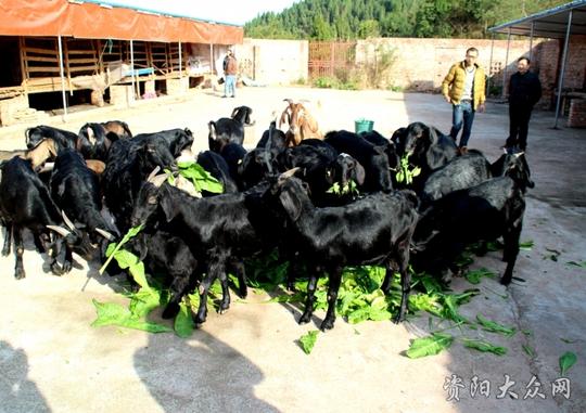 乐至大学生为了梦想,坚持回家养羊!