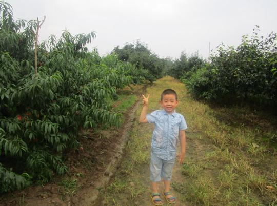 下面一组照片是在杨岗果园拍的桃子和梨子结的特别多