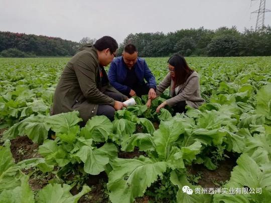 中国种植达人|李大顺携妻放弃电气工程师优厚待遇,80后小伙创业做新型