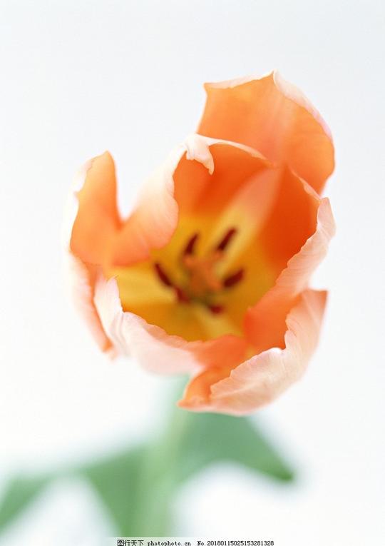 黄色鲜花花卉花朵花瓣鲜花物语花艺花语绿叶花叶观赏植物