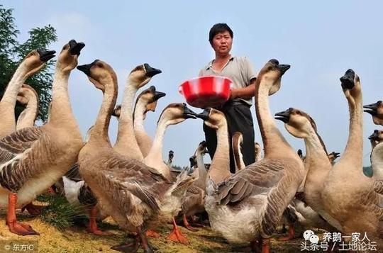 农村养鹅赚钱吗?养鹅的前景和效益分析