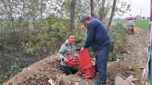 安徽阜阳:农民小亮初次创业，网友订几单红薯?实拍下窖拿