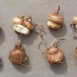 球根类植物 头条搜索