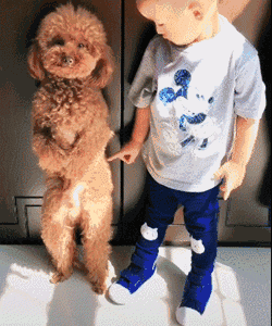 泰迪小色狗搞笑可爱萌萌哒gif