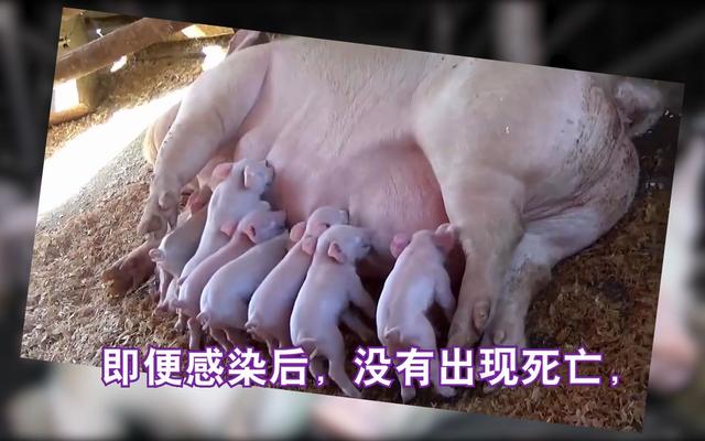 新生儿肠道病毒有哪些