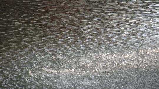 4k下雨雨水暴雨视频素材雨花_3840x2160_高清视频素材