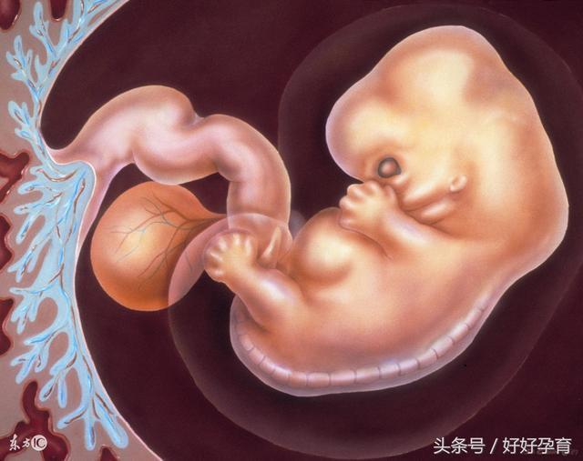 怀孕七个月胎儿健康注意事项