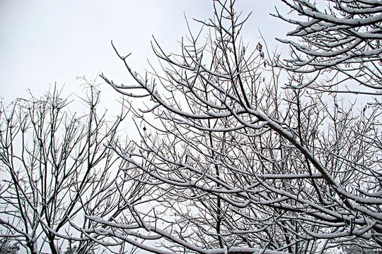 雪天树枝_图片大全—全景创意图库（quanjing.com）中国领先的正版图片视频素材网站