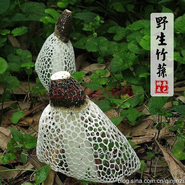 古老的食谱没有豪华蘑菇宴