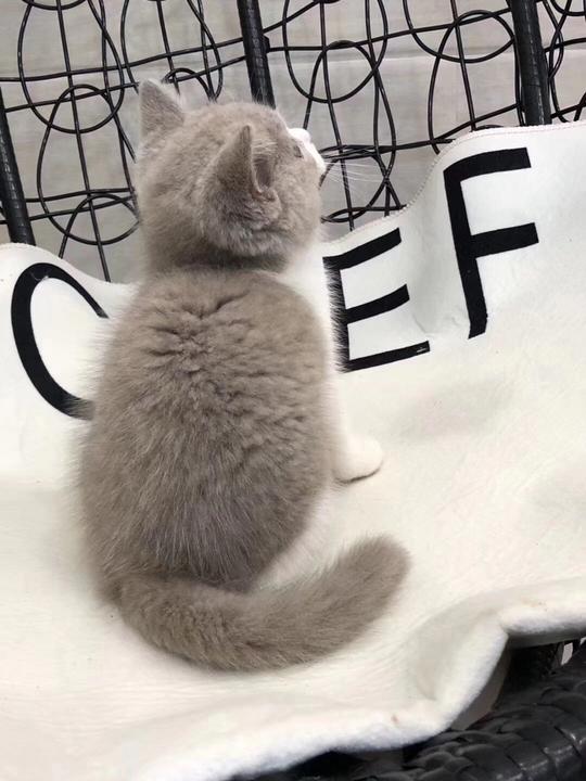 英短加白可爱猫咪家养的