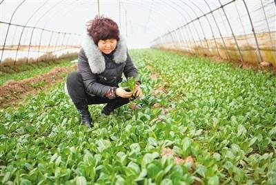 "女汉子"村干部创业搞种植养殖带领村民走致富路