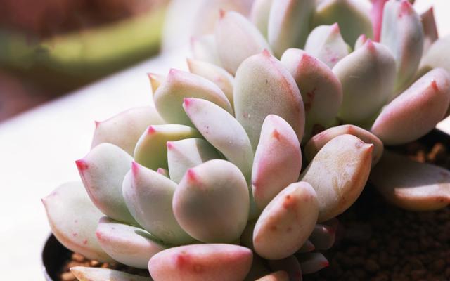 孩子吃了多肉植物怎么办