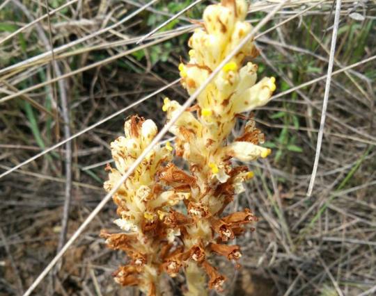一种植物叫"不老草",它是农民都厌恶的害草,少人知是