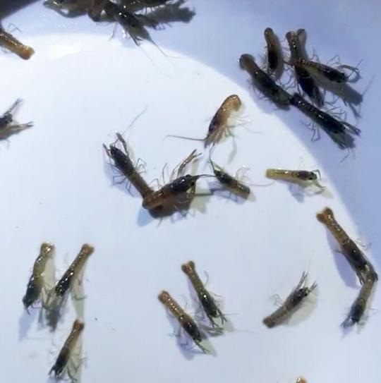 道孚县澳洲龙虾养殖创业简单无忧精品澳洲小龙虾育苗场直销批发