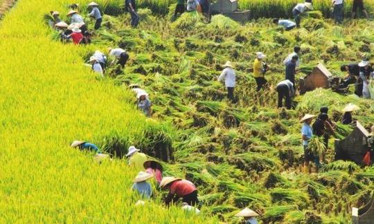 农村生活条件改善了，农民赚钱却更加努力，背后原因让人心酸!
