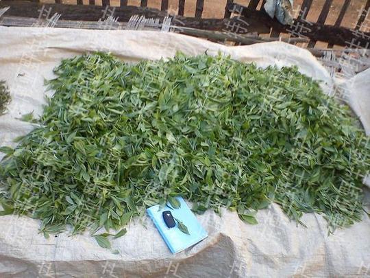 在老挝,我的茶生意
