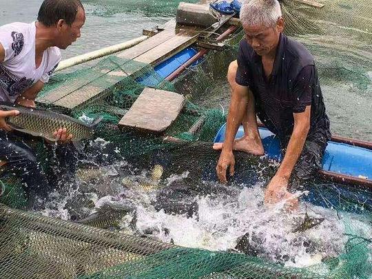 农民创业致富好项目(一两千元的致富小项目)