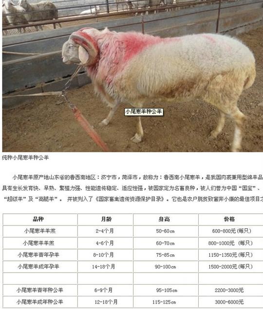 养什么品种的羊最挣钱,养50只母羊一年能挣多少钱.