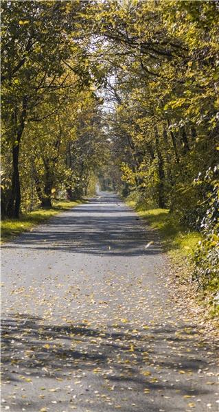 道路_树林_秋天_图片大全—全景创意图库（quanjing.com）中国领先的正版图片视频素材网站
