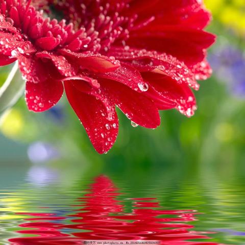 花与水滴动态唯美图片 头条搜索
