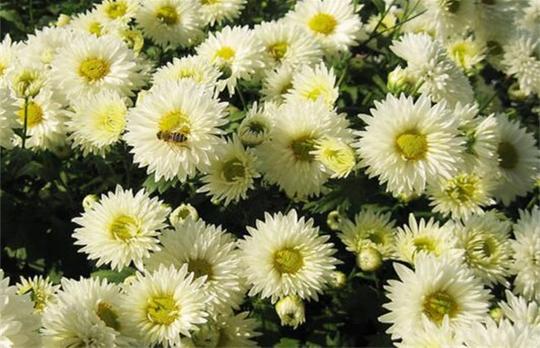 在农村种植什么赚钱?推荐5个农村种植好项目