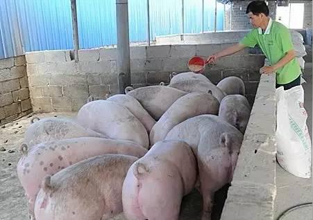 月入5万的赚钱项目,竟然都是农村的
