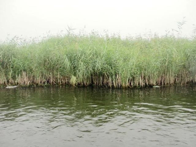 芦苇荡,高邮湖芦苇荡湿地公园可以钓鱼吗?