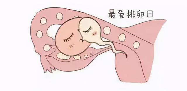 月经期是卵泡期吗