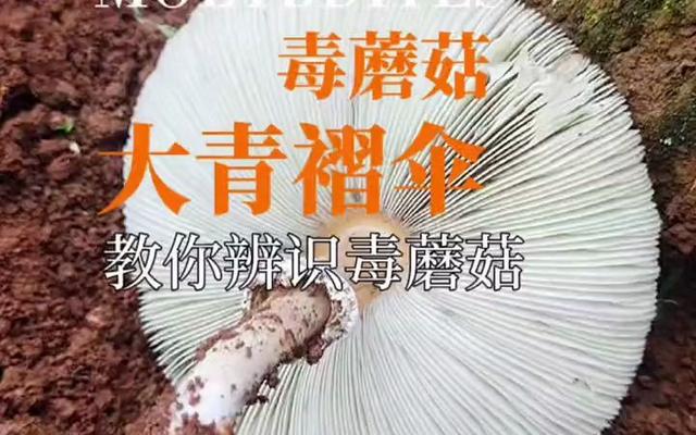云南大象会不会吃到毒蘑菇