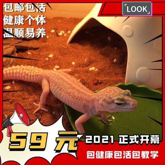 豹纹守宫蜥蜴幼体入门级爬宠活物好养易活的小动物不咬人冷门宠物